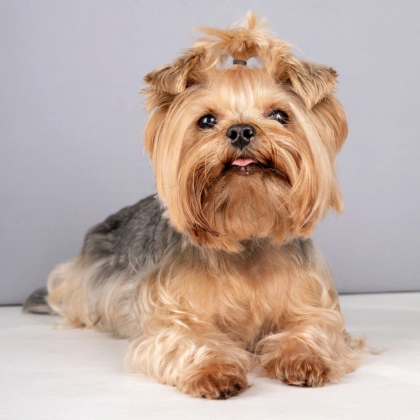 Lhasa Apso