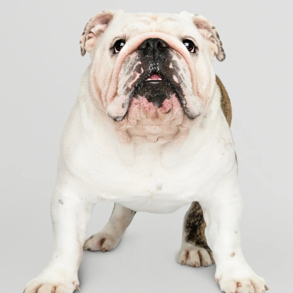 Buldogue