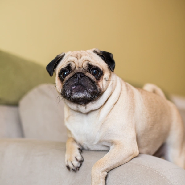 Pug